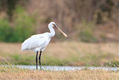 Eurasian Spoonbill